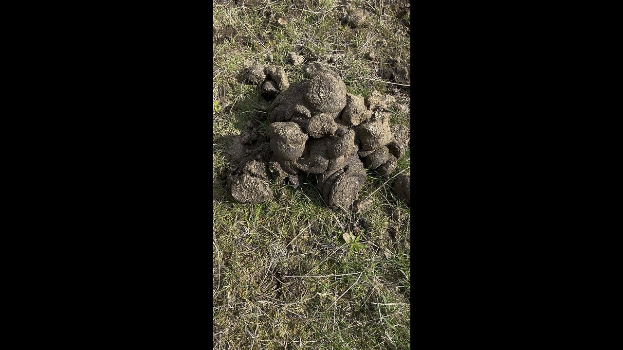 Kamala Harris brains on display. Dumber than a box of rocks