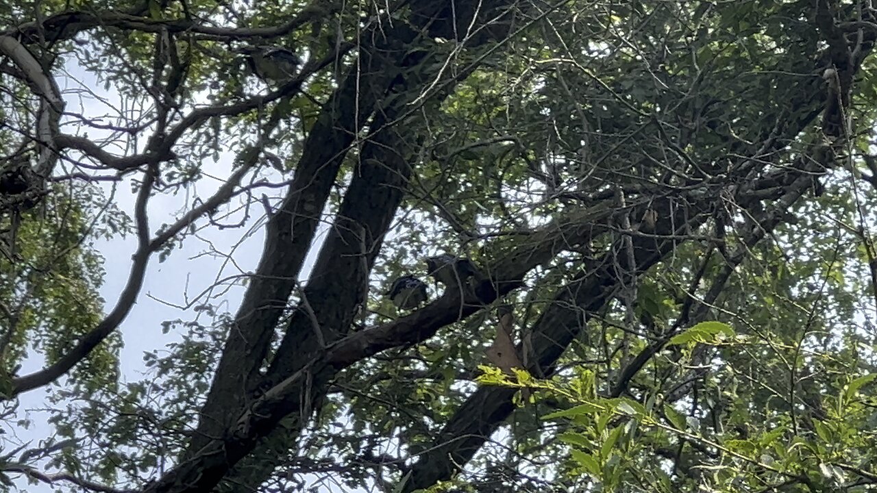 I feel for the Blue Jay parents