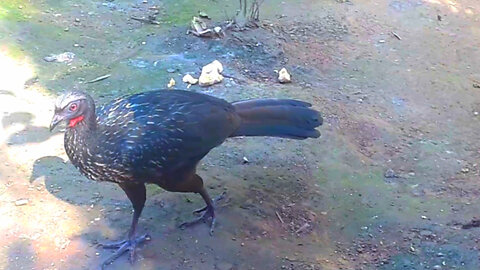 Jacu em Passeio: A Caminhada no Solo