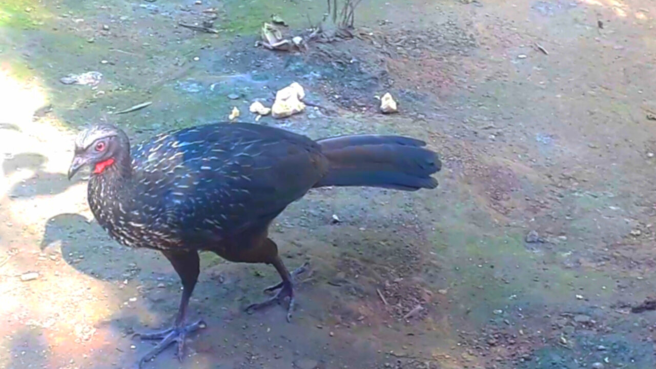 Jacu em Passeio: A Caminhada no Solo