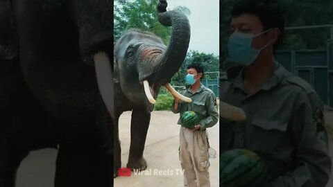 Viral Reel #167 🐘 Elephant Power - Elephant power Test 🔥 🐘 #shorts