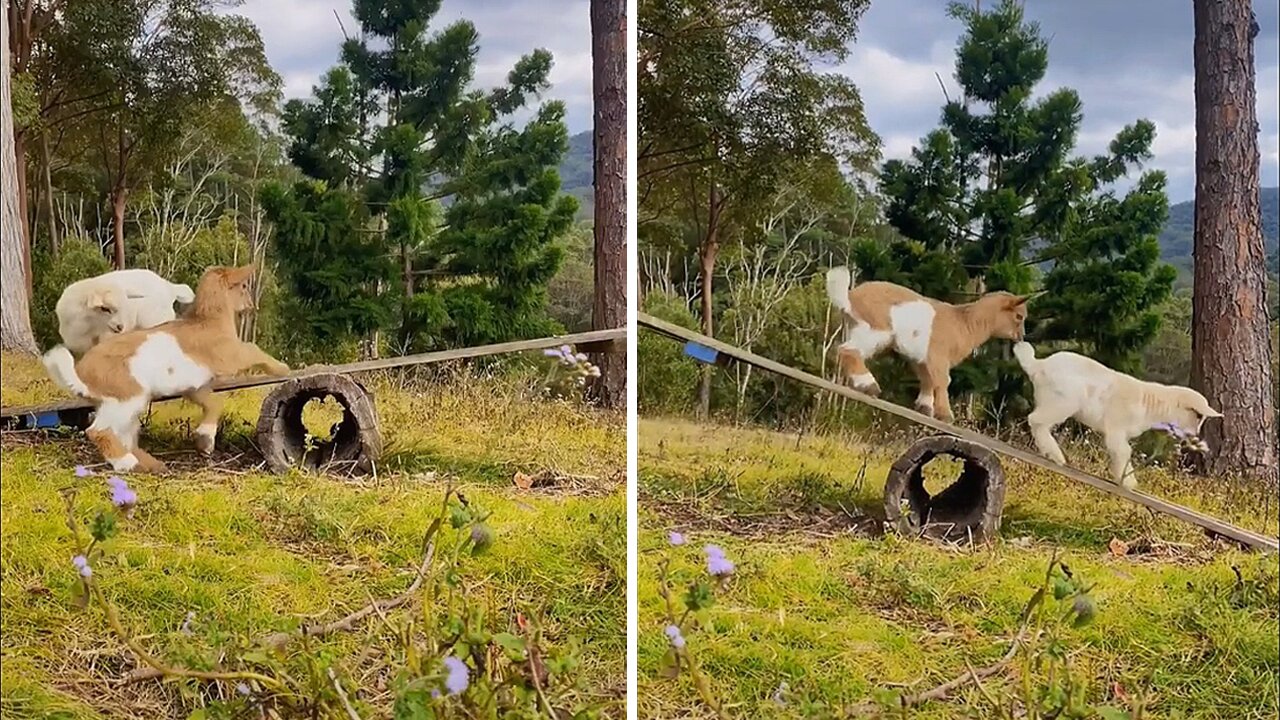 Baby goats balancing on wood