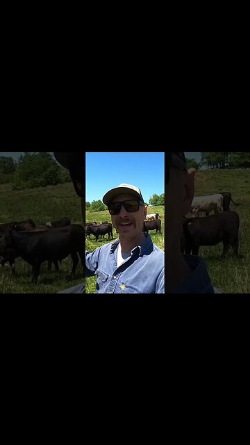 How much bull power do I need? #farm #farmlife #ranch #ranchlife #cattle #bull #cow #breedingseason