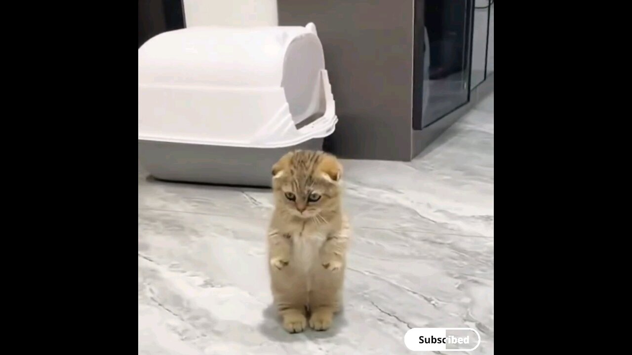 cute kitten home cleaning time standup🤣🤣