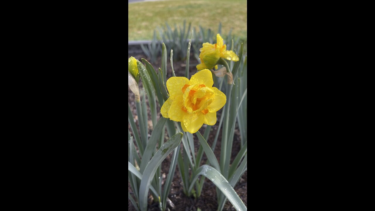 Tahiti Daffodil