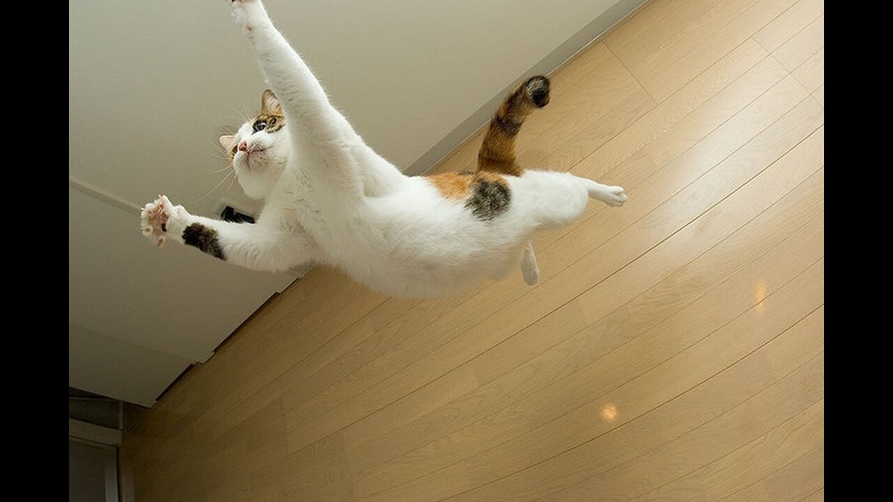 THE HIGHEST JUMPING CAT IN THE WORLD!