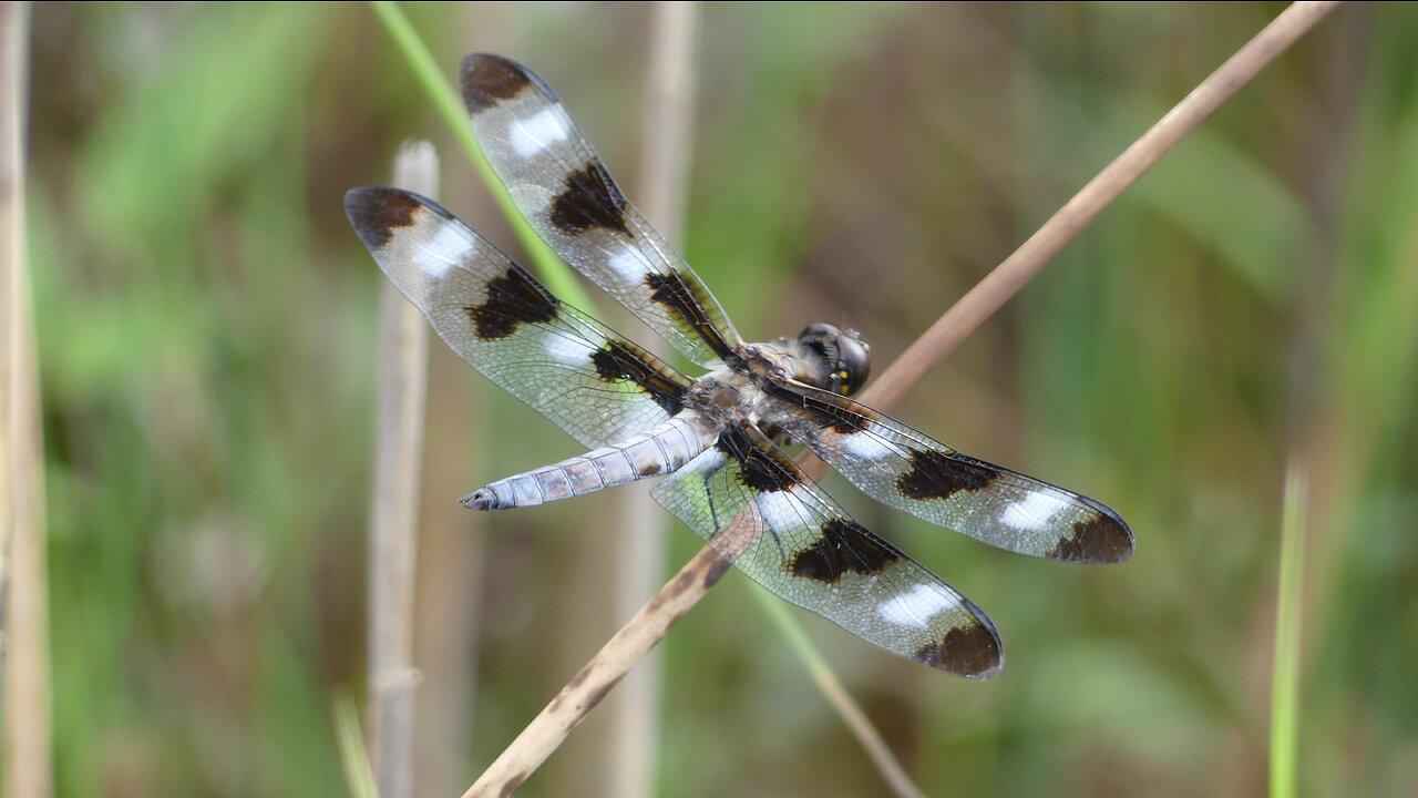 Dragonfly