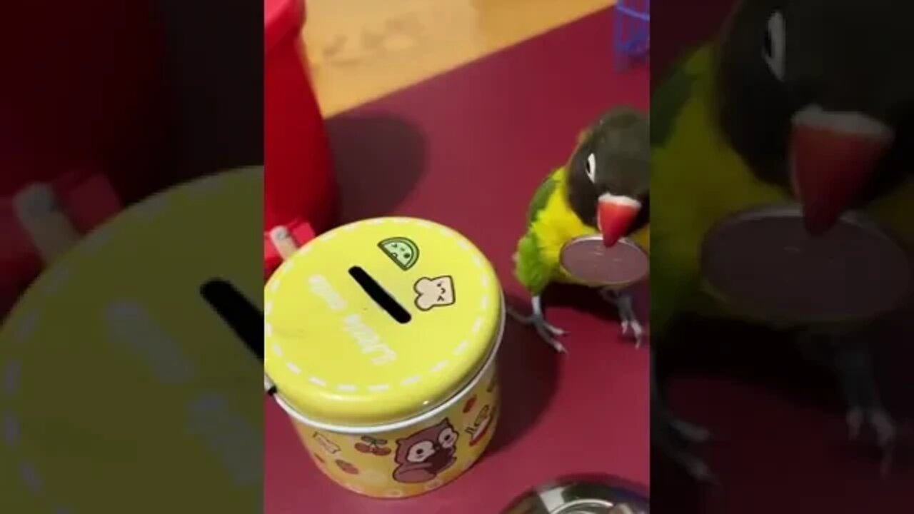 Amazing parrot IQ #shorts #pets #viral