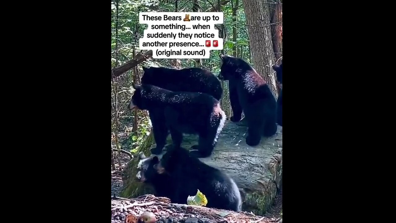 Something Has These Bears' Attention & Then Something Else Alarms Them