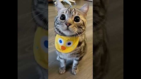 Cute animals #shorts