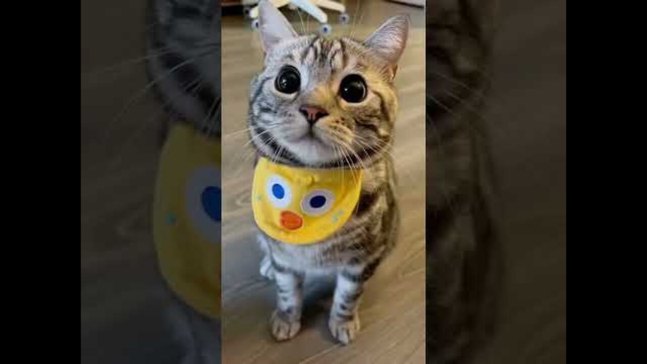 Cute animals #shorts