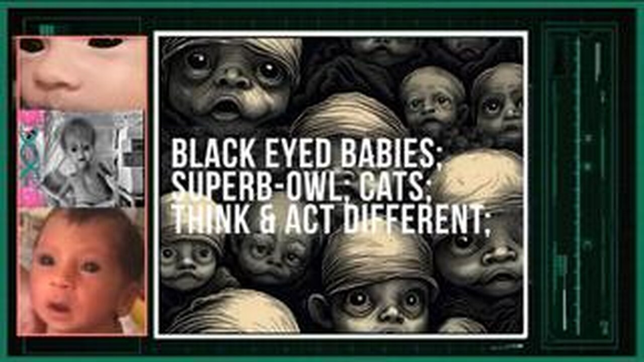 BLACK EYED BABIES-SUPERB-OWL-CATS-THInk ACT different