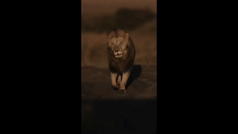 Attitude | Lion King | Be a beast