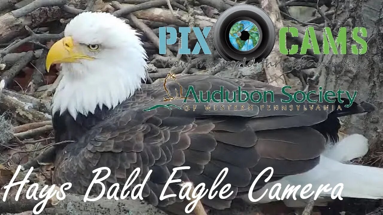 Pittsburgh Hays Bald Eagle Camera Live Stream - 3 FLEDGES!!!