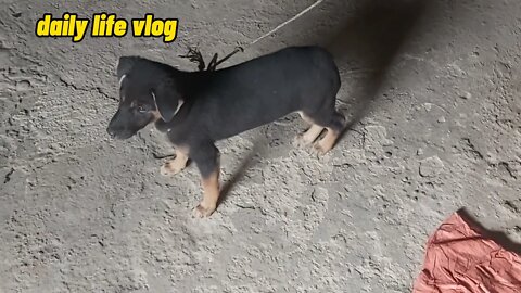 naughty dog | daily life vlog