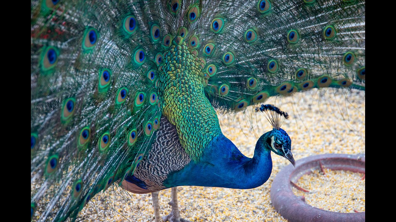 ♥Beautiful Peacock Feathers and Flying Peacock♥♥