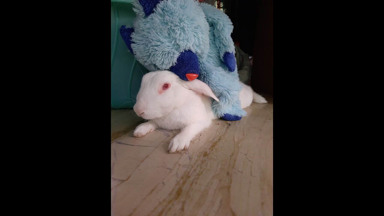 Rabbit Masti lifestyle