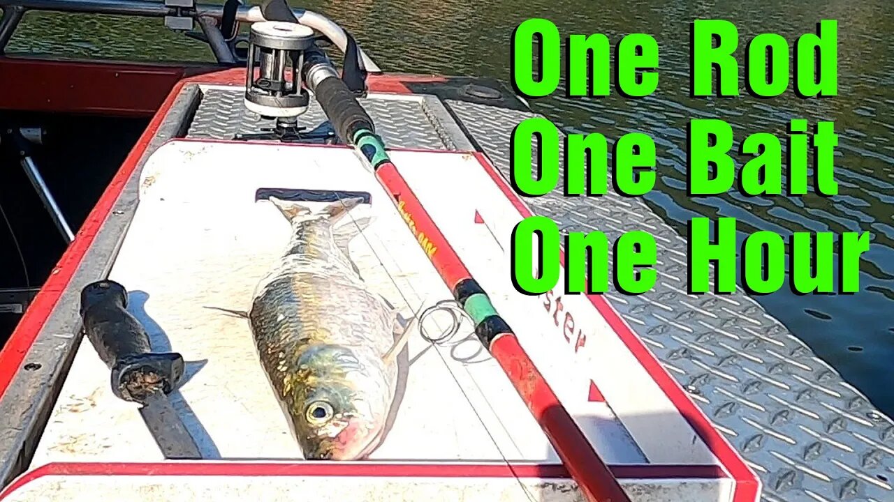 One ROD, One BAIT, One HOUR, YouTube CHALLENGE - Catfish Edition