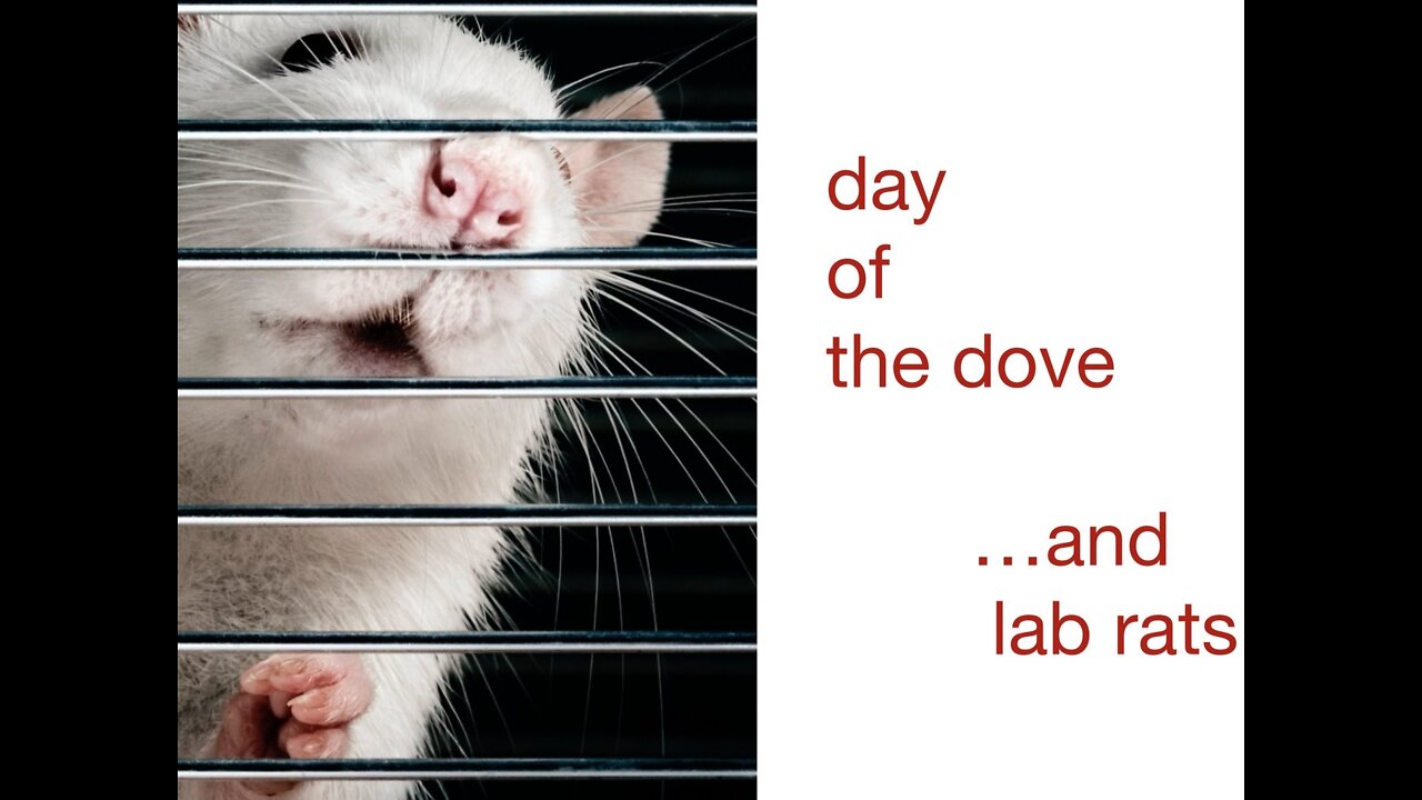 day of the dove...and lab rats