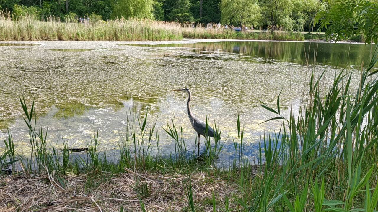 Beautiful 😍 heron