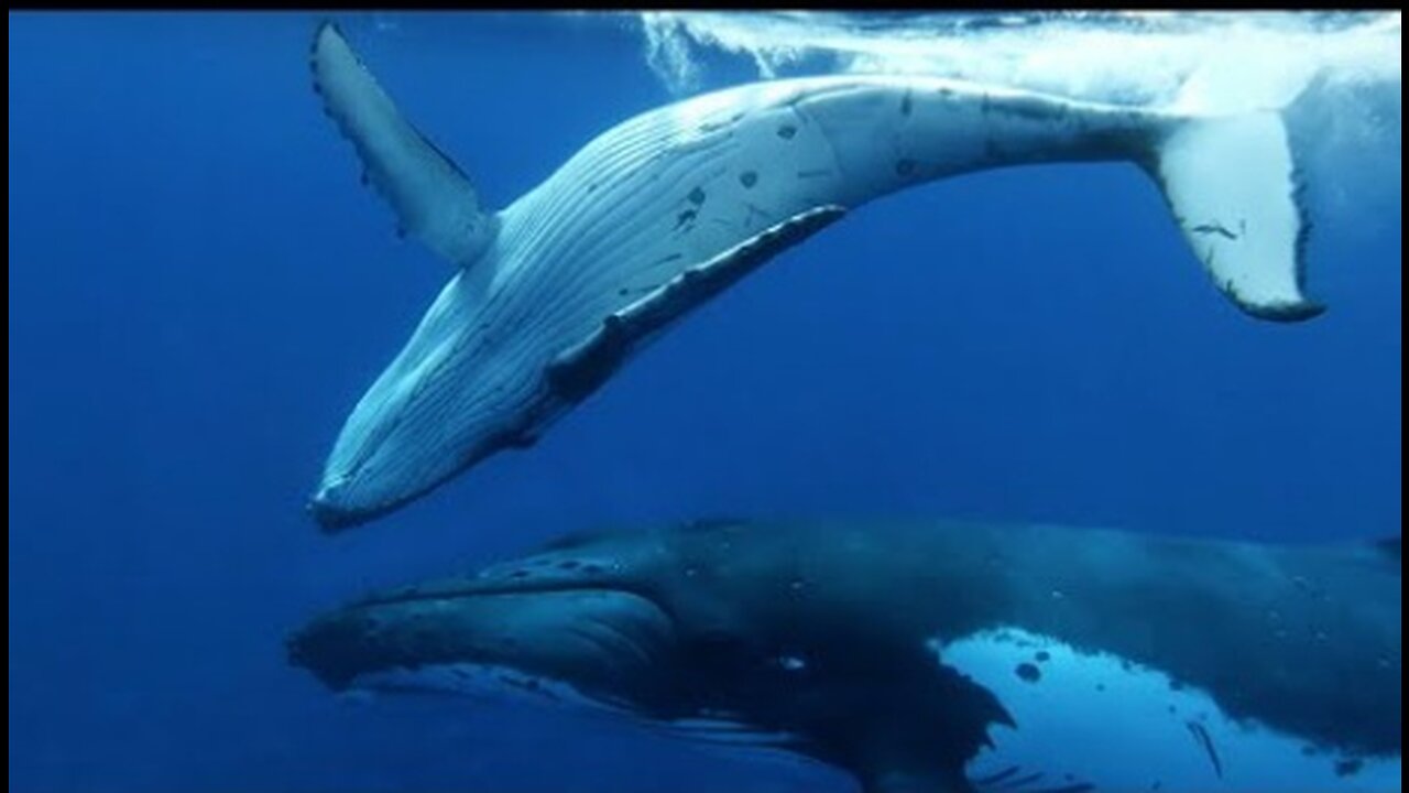 Baby Whale Playtime Gets Dangerous - Spy In The Ocean