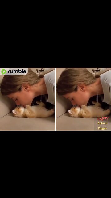 Funny and Cute Cat | Adorable 🥰 🐾