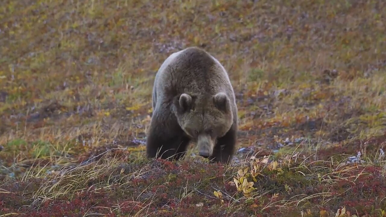 Camper Has Extremely Close Encounter With Bear