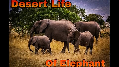 Desert Life of #Elephant🦣🦣🦣🦣