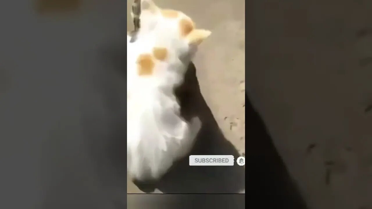 cute cat videos 😹 funny videos 😂 554 😻