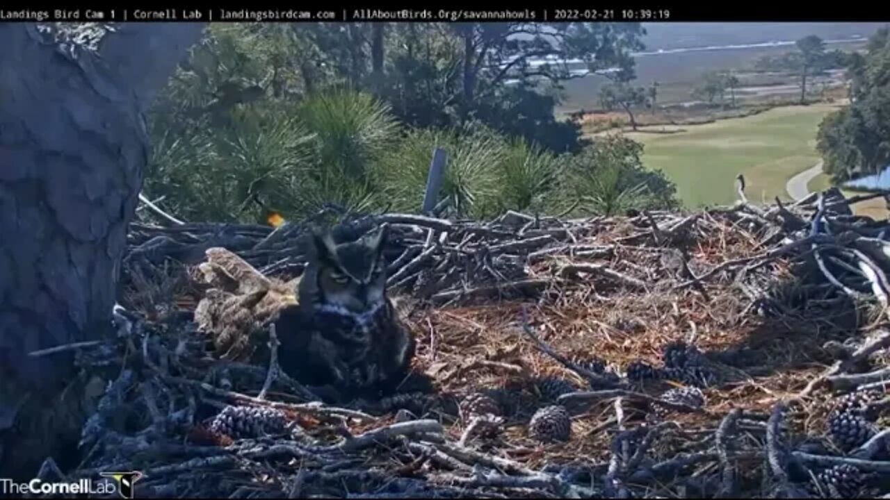 Soft Hoots From Mom to Owlet 🦉 2/21/22 10:40