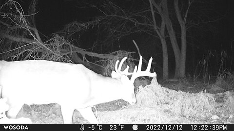 Trail Camera: Whitetail Buck