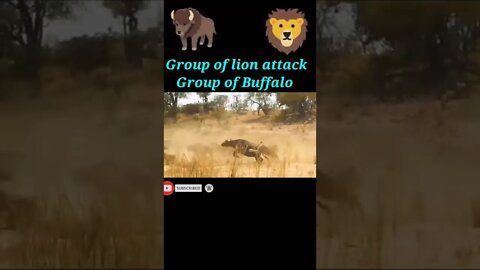 Group of lion attack Group of Buffalo 🐃#youtubeshorts #shorts