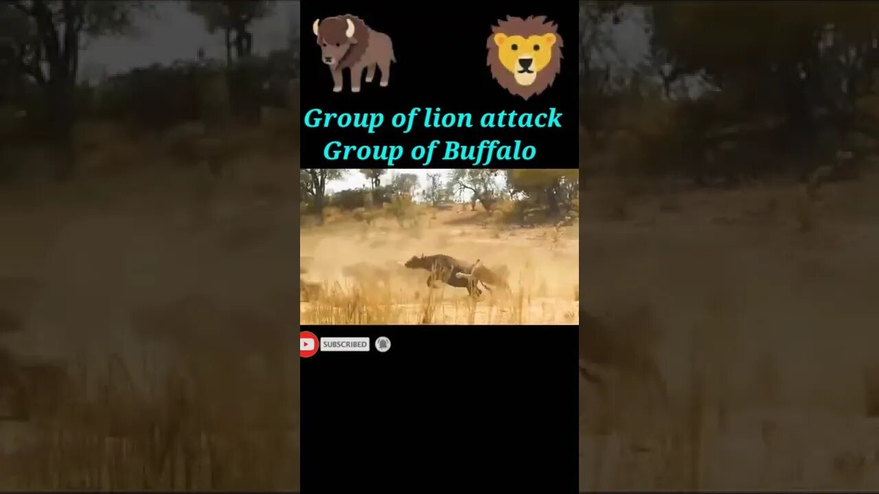 Group of lion attack Group of Buffalo 🐃#youtubeshorts #shorts