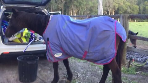 Penny - a lighter rug on with the warmer weather