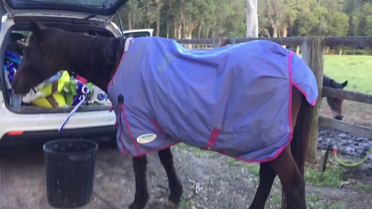 Penny - a lighter rug on with the warmer weather