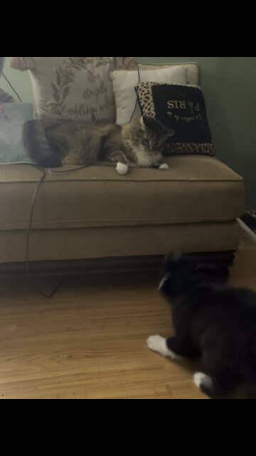Puppy gets bopped on the head by the cat!