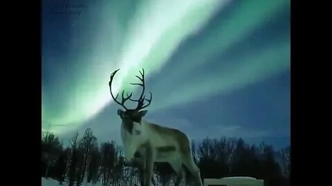 Reindeer under an aurora