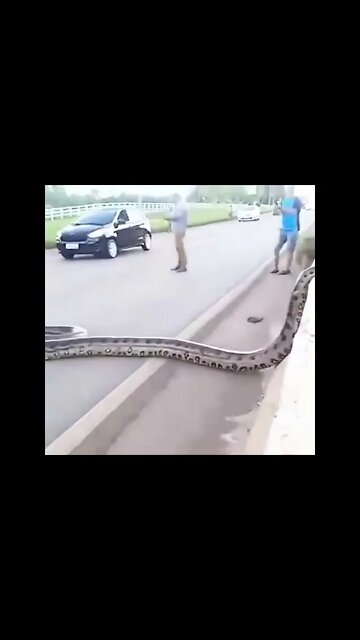 See, in Canada we stop for geese. This is the Brazilian🇧🇷 equivalent.