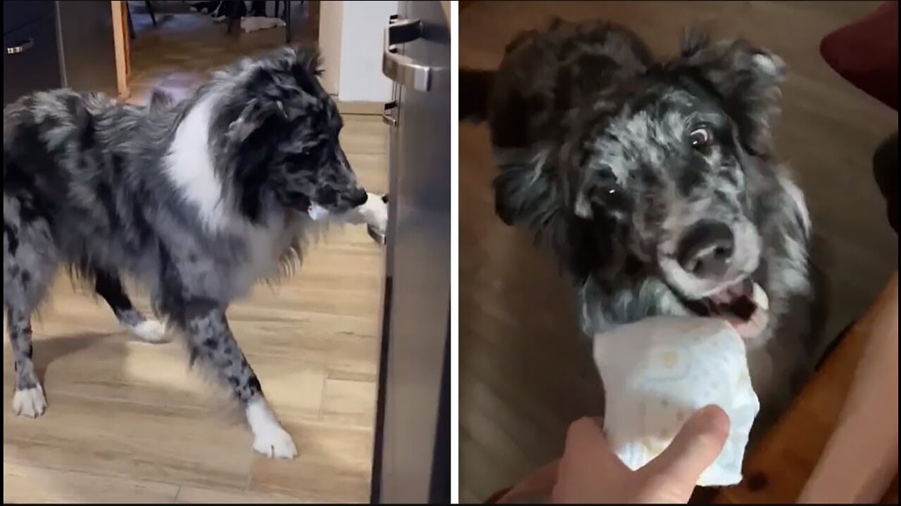 Dog trained to throw diapers in trash