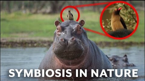 5 of the Coolest Animal Partnerships (Symbiotic Species)