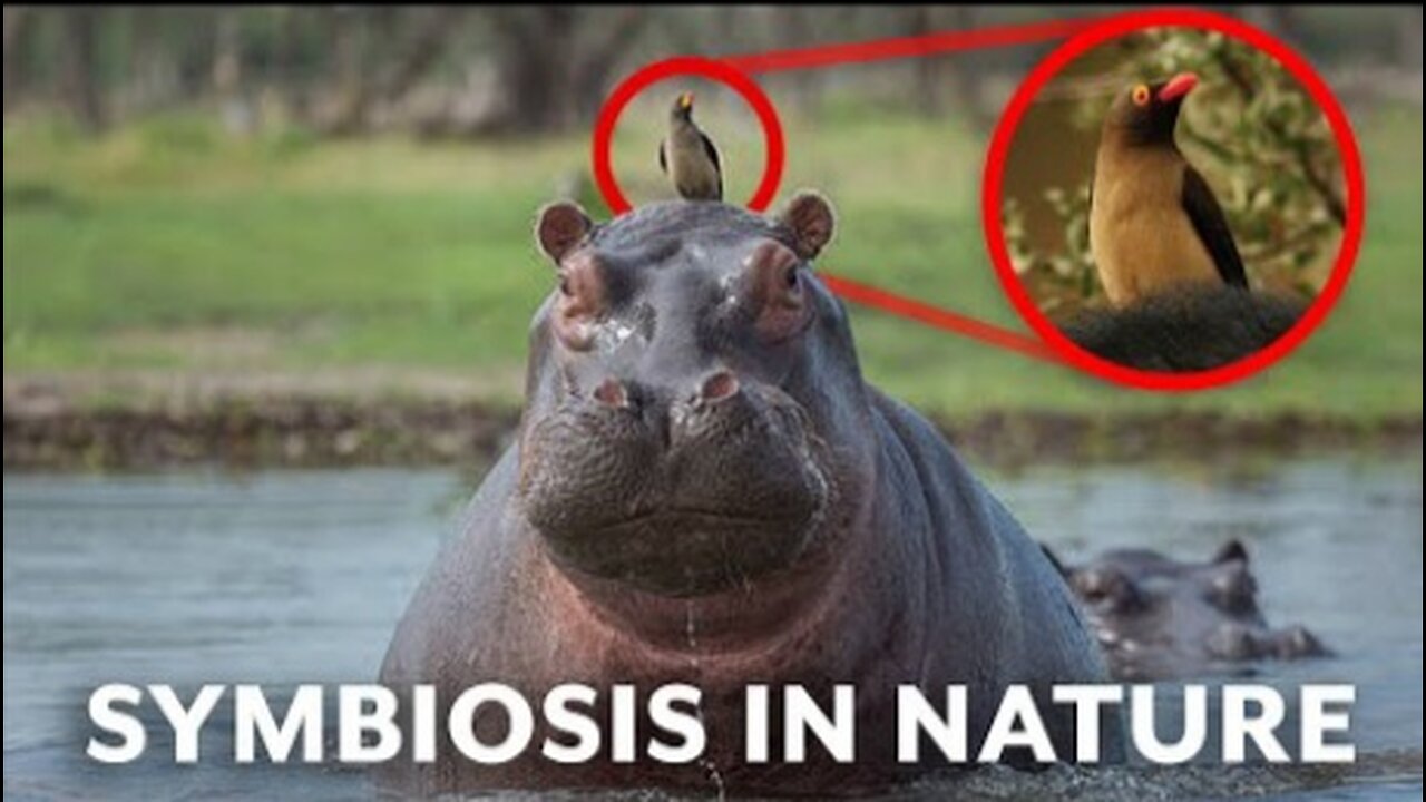 5 of the Coolest Animal Partnerships (Symbiotic Species)