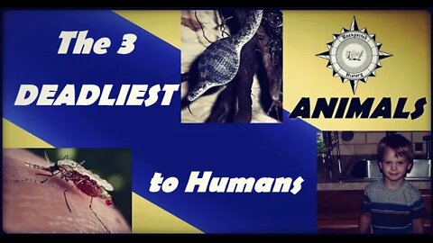The 3 Deadliest Animals to Humanity