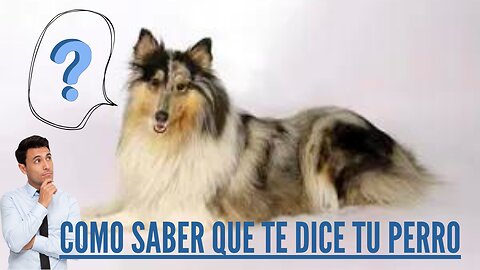 Como Saber que me Dice mi Perro