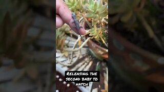 Releasing the Second Baby Gecko that Hatched