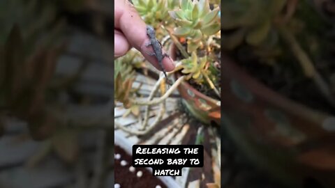 Releasing the Second Baby Gecko that Hatched