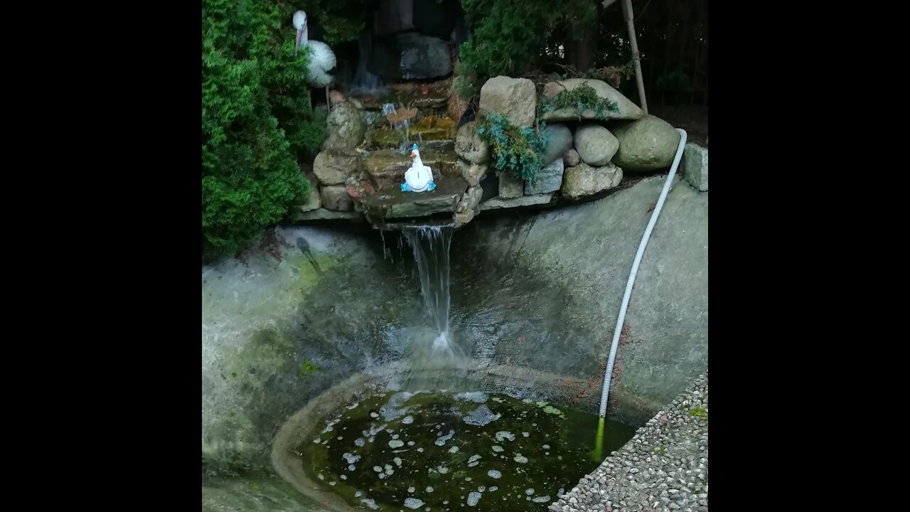 (5) My little pond near the house. Algae problem and green water