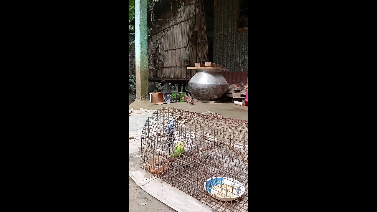 Bird