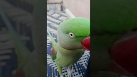 Lovely parrot