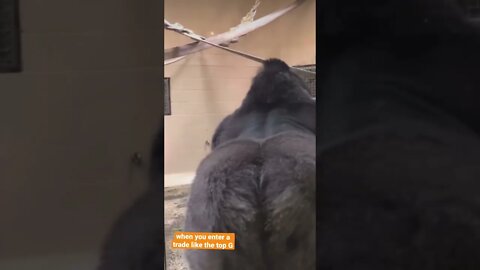 When you enter a trade like a top G