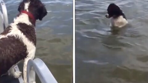 Dog Jumps Into To Water & Realises It Can Stand Up